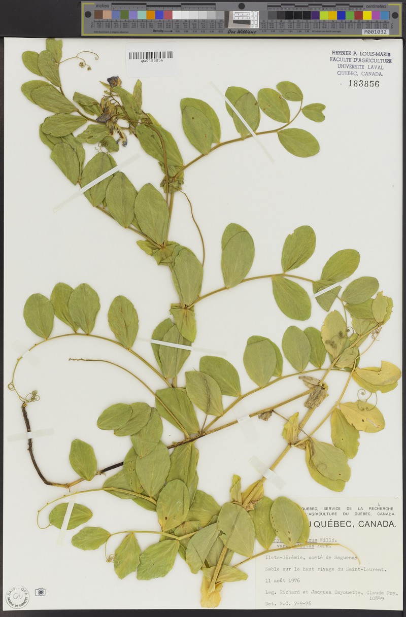 Lathyrus japonicus var. pellitus photo 5