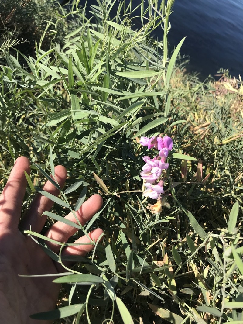 Delta Tule Pea photo 2