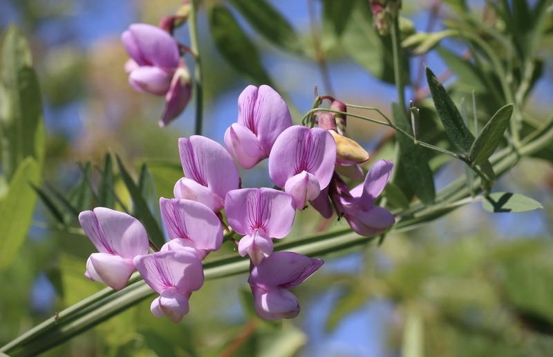 Delta Tule Pea photo 3