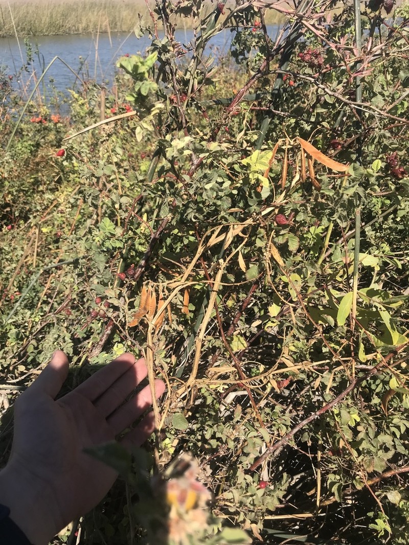 Delta Tule Pea photo 4