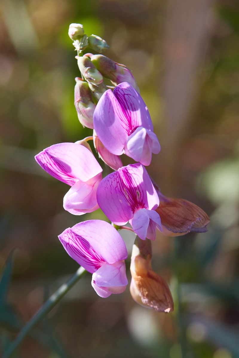 Delta Tule Pea photo 5