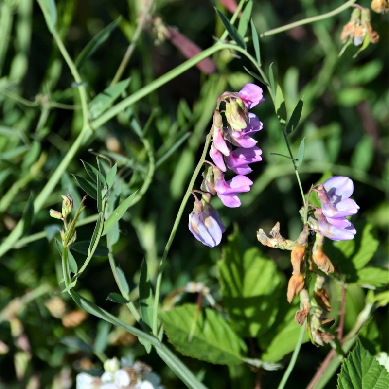 Delta Tule Pea photo 6