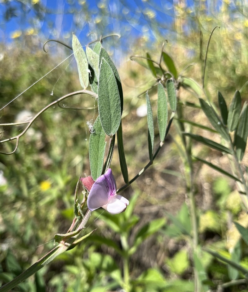 Delta Tule Pea photo 7