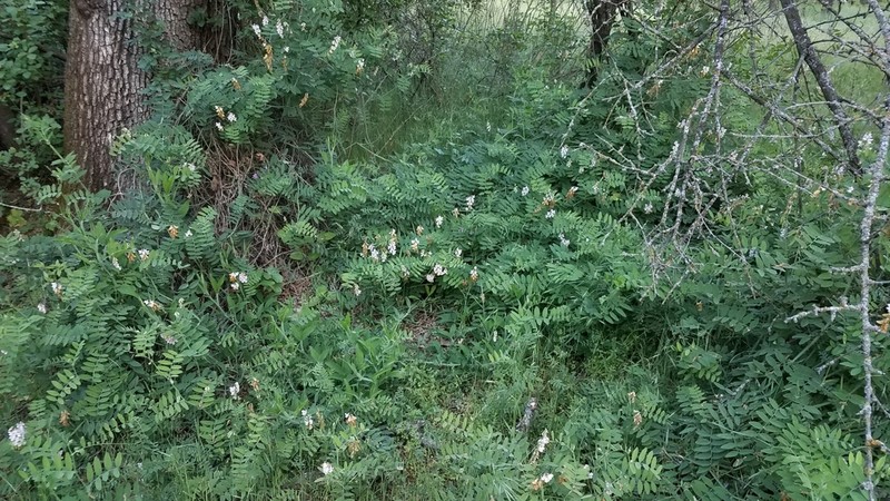 Delta Tule Pea photo 8