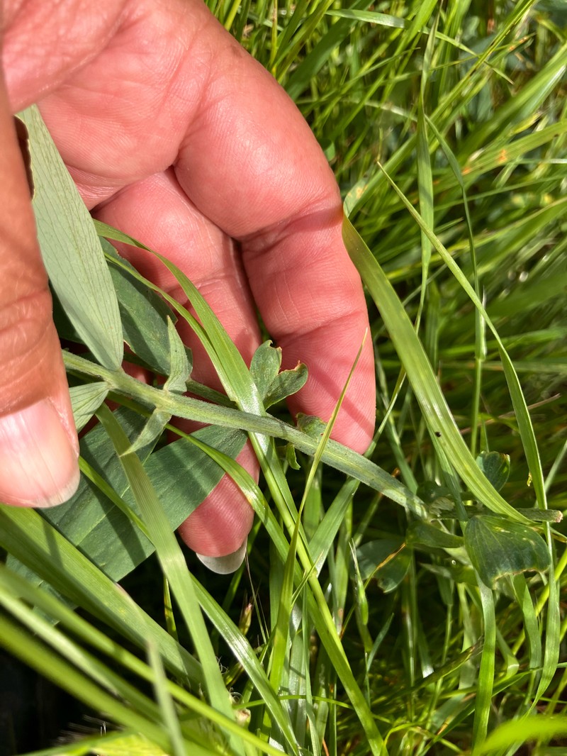 Lathyrus jepsonii var. californicus