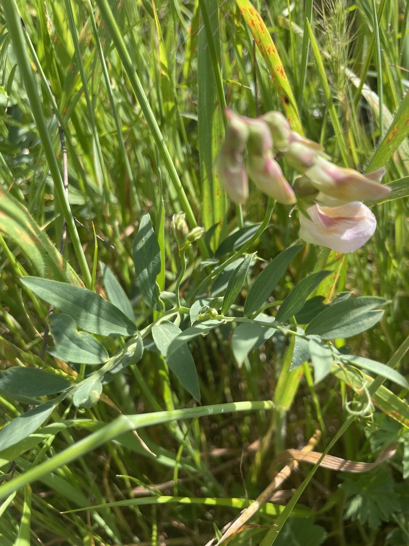 Lathyrus jepsonii var. californicus photo 2