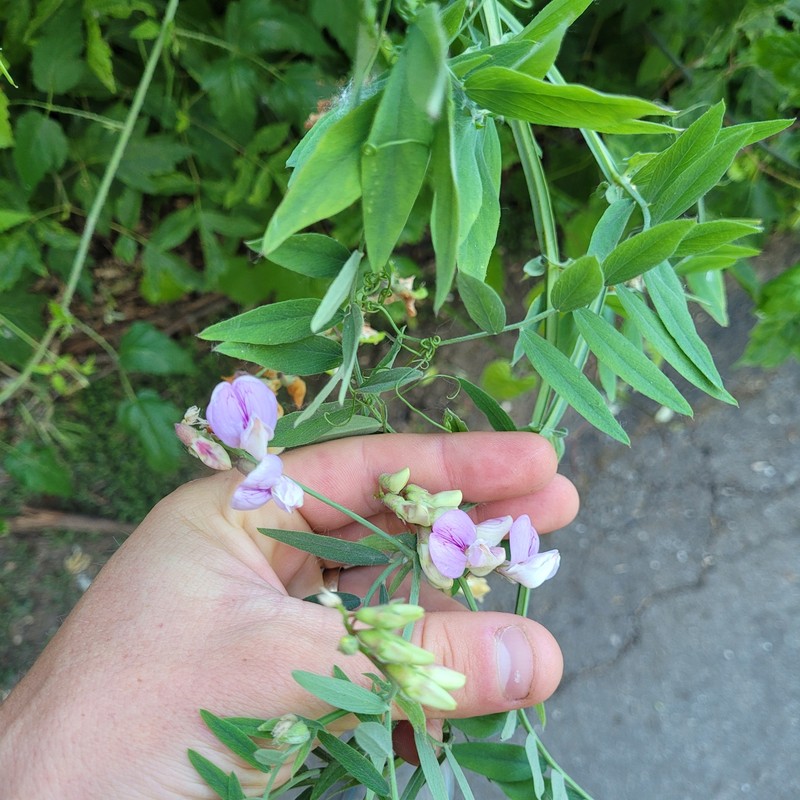 Lathyrus jepsonii var. californicus photo 3