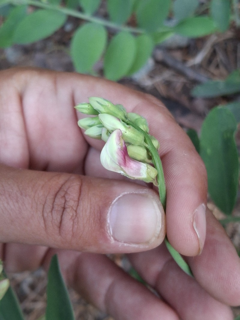Lathyrus jepsonii var. californicus photo 4