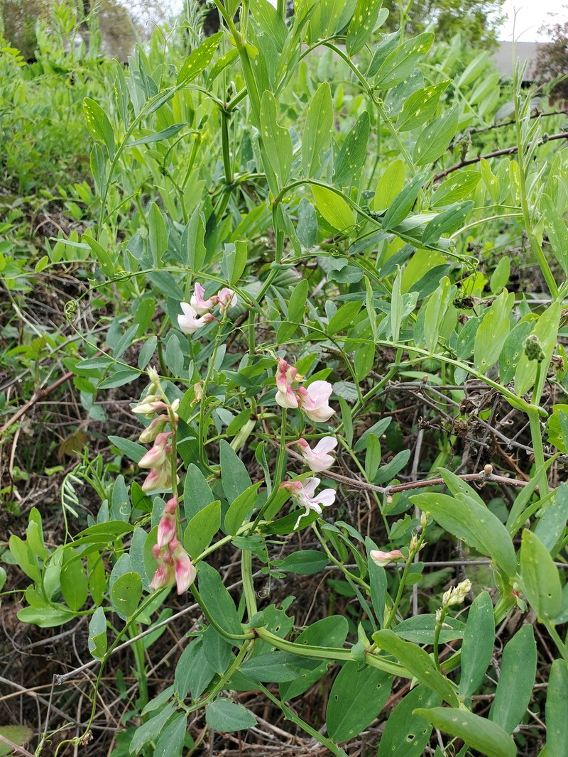 Lathyrus jepsonii var. californicus photo 5