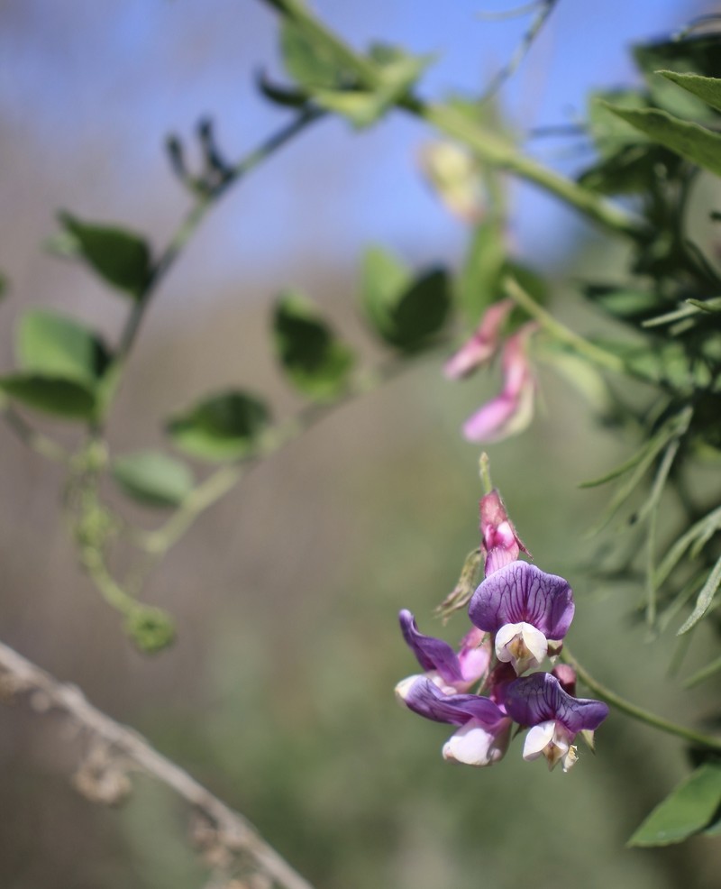 Lathyrus jepsonii var. californicus photo 6