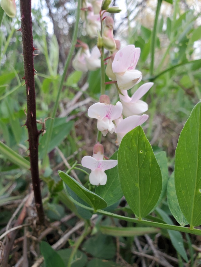 Lathyrus jepsonii var. californicus photo 8