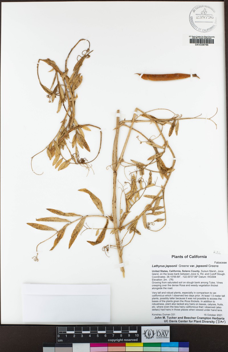 Lathyrus jepsonii var. jepsonii
