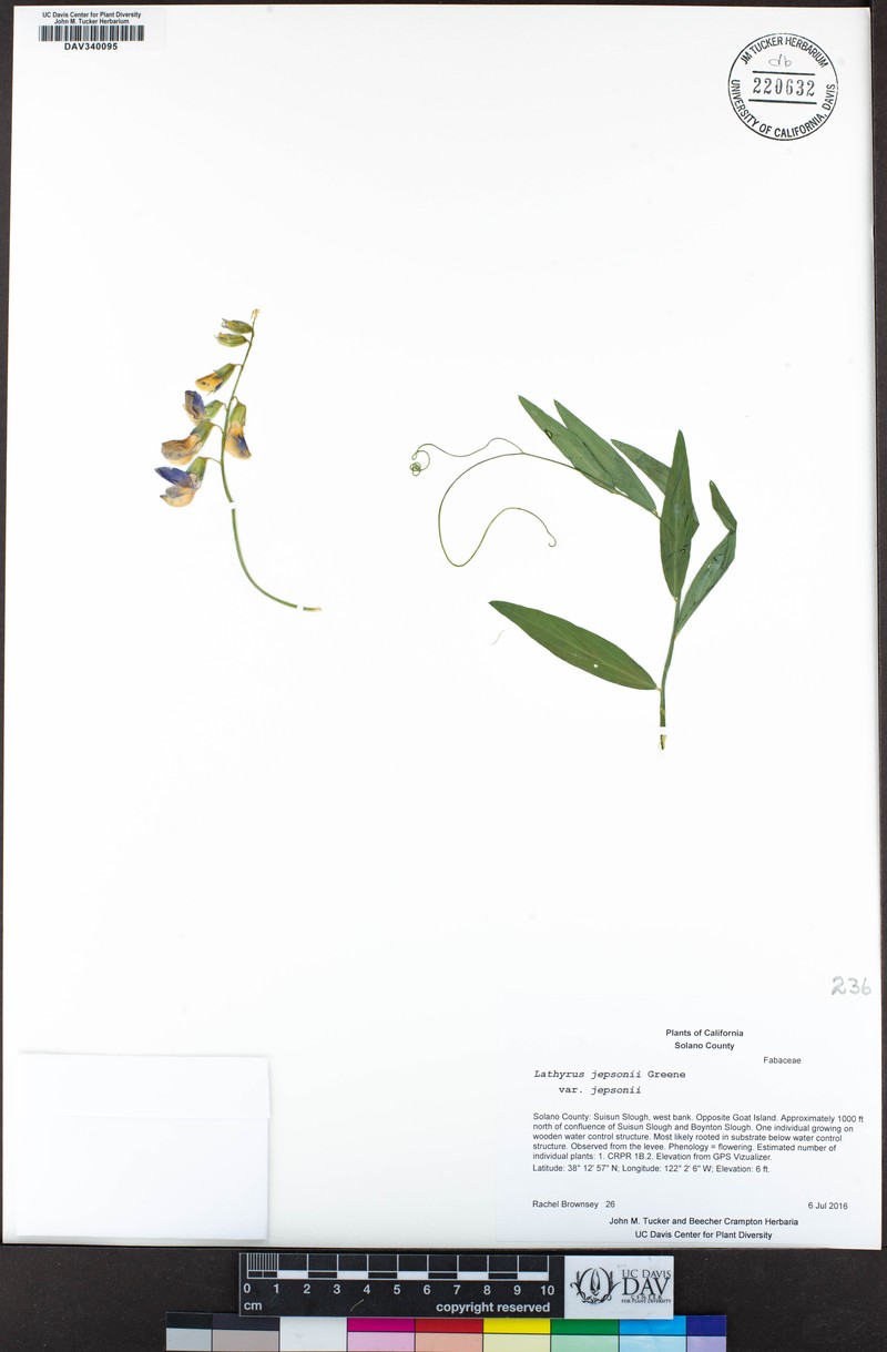 Lathyrus jepsonii var. jepsonii photo 2