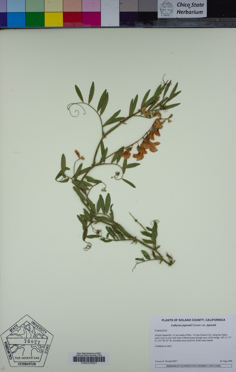 Lathyrus jepsonii var. jepsonii photo 3