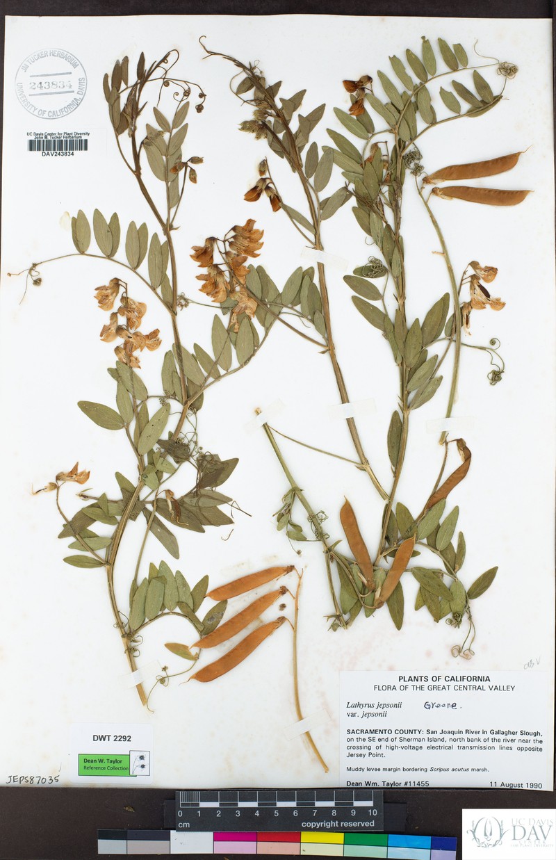 Lathyrus jepsonii var. jepsonii photo 4