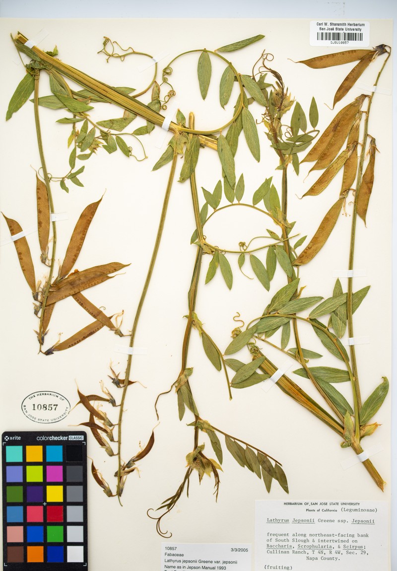 Lathyrus jepsonii var. jepsonii photo 6