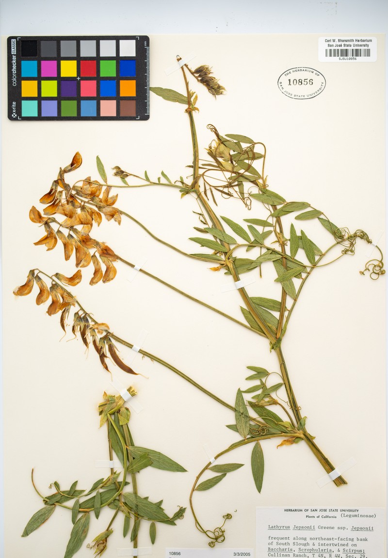 Lathyrus jepsonii var. jepsonii photo 8