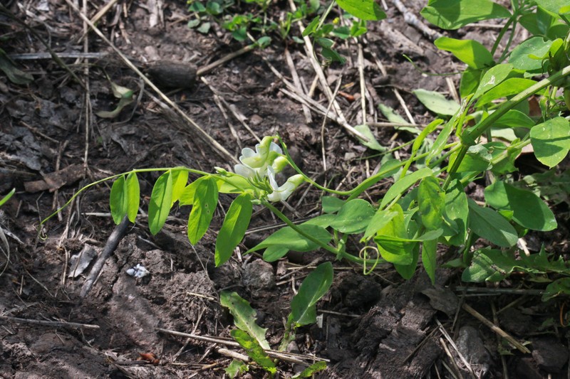 Aspen Pea photo 2