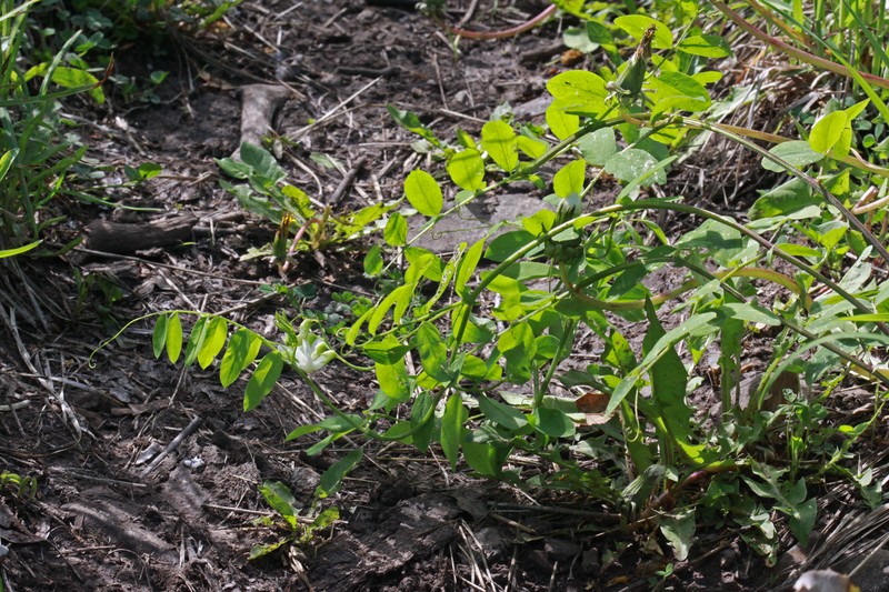 Aspen Pea photo 3