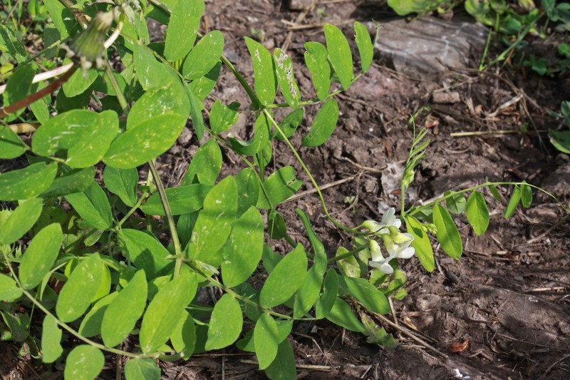 Aspen Pea photo 4