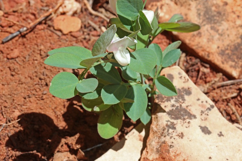 Aspen Pea