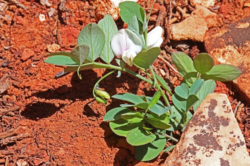 Aspen Pea photo 5