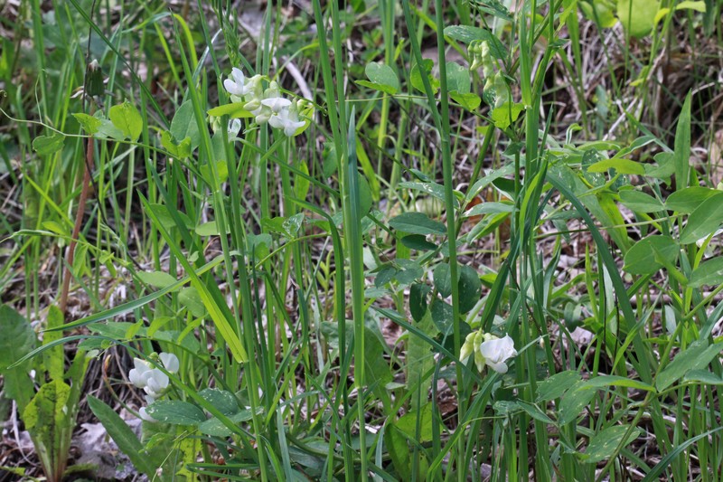 Aspen Pea photo 6