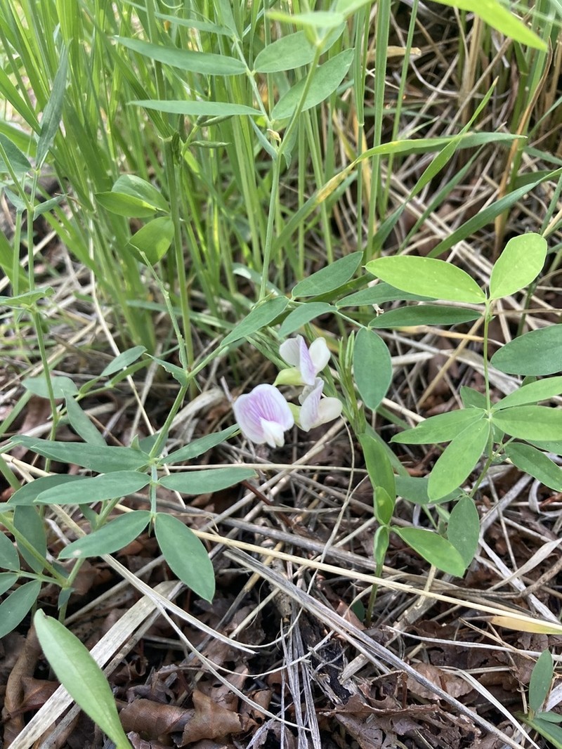 Aspen Pea