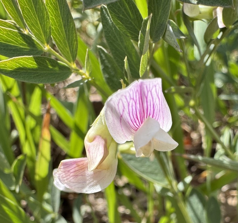 Aspen Pea photo 3