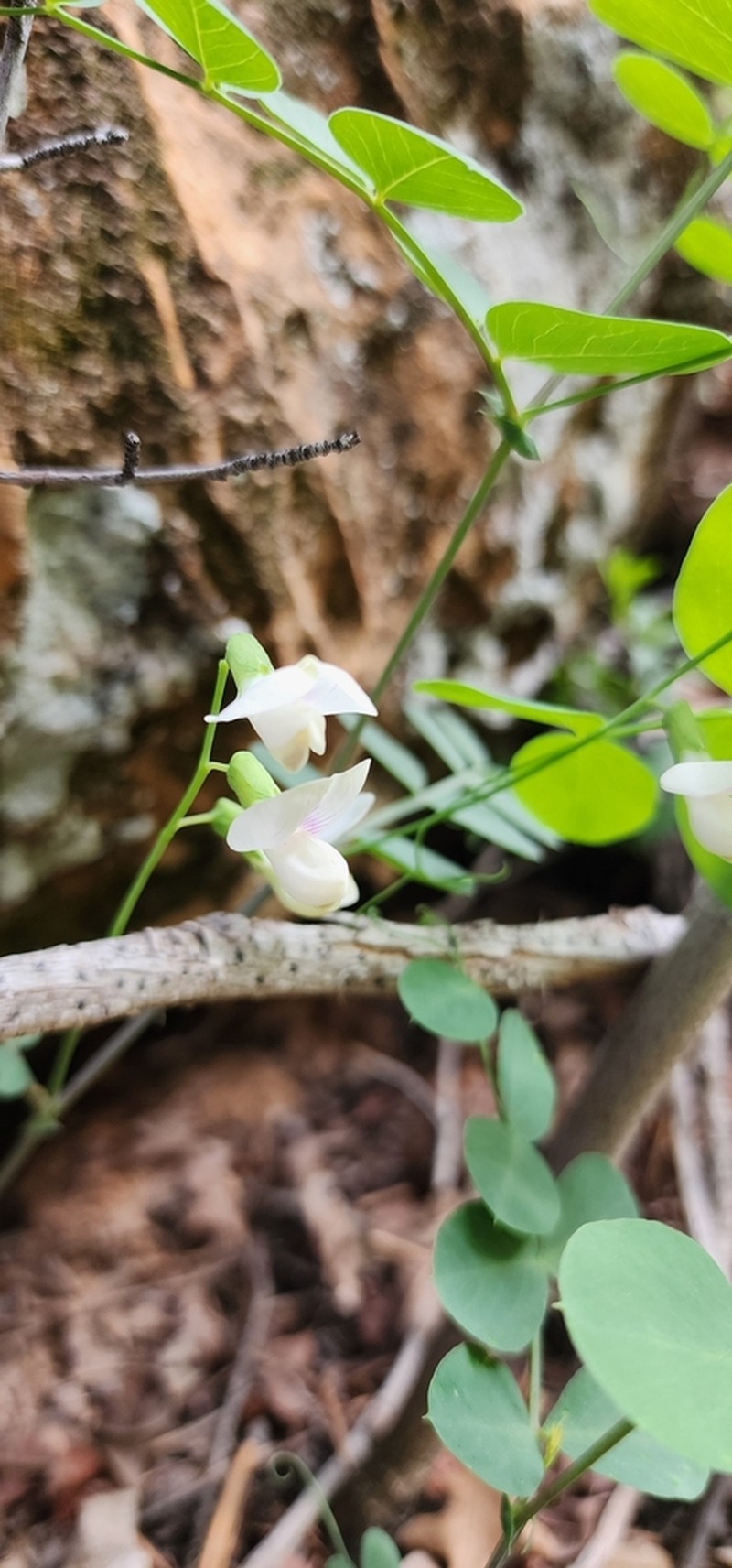 Aspen Pea photo 4