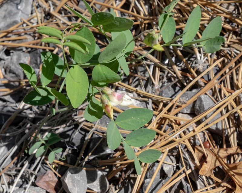Aspen Pea photo 5
