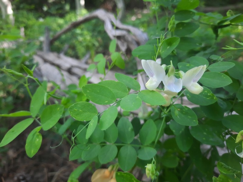 Aspen Pea photo 6