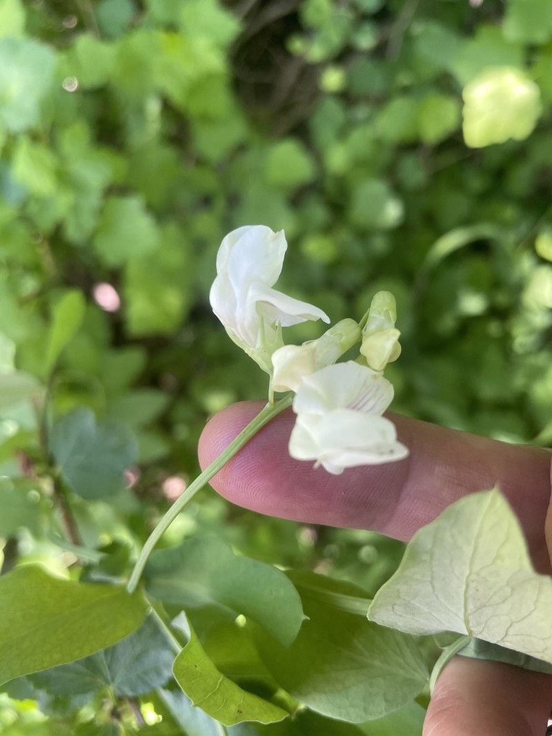 Aspen Pea photo 7