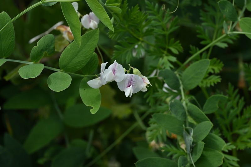 Aspen Pea photo 8