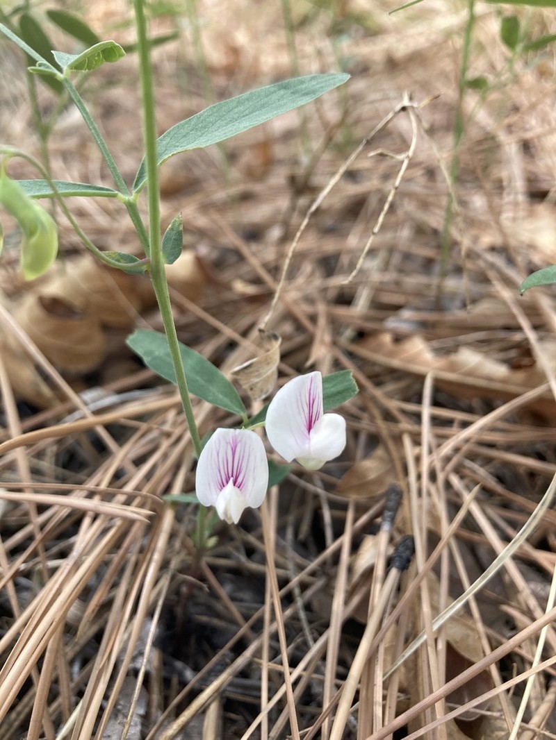 Nevada Pea photo 2