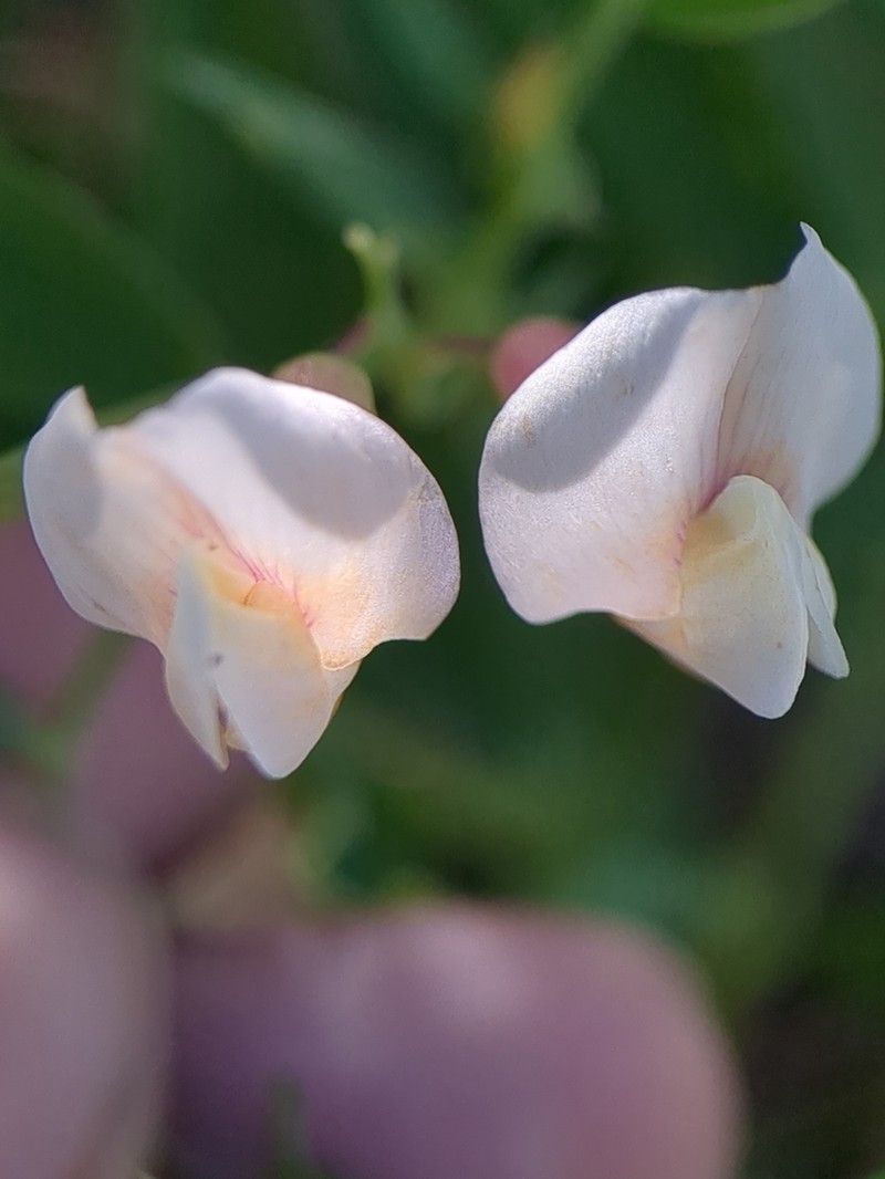 Nevada Pea photo 3