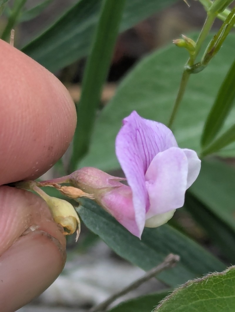 Nevada Pea photo 4