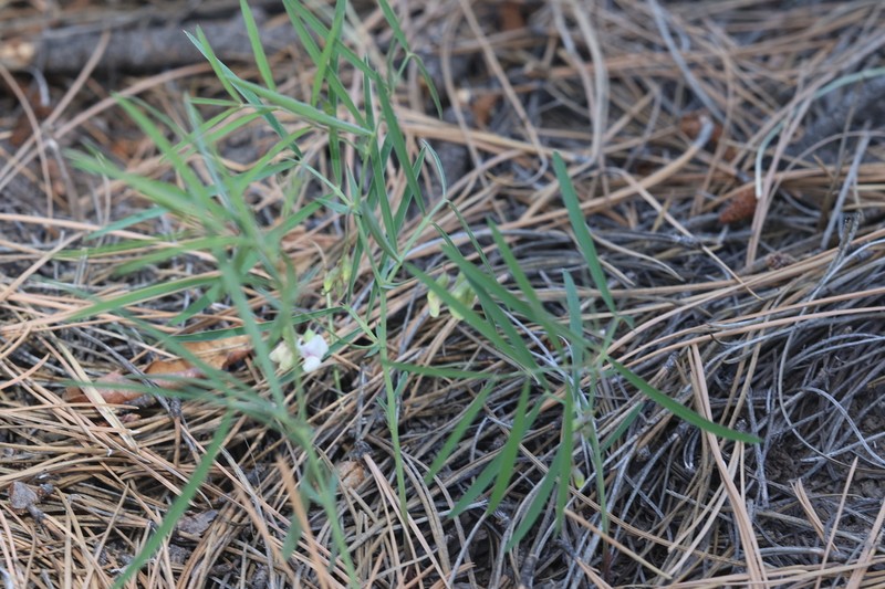 Nevada Pea photo 5