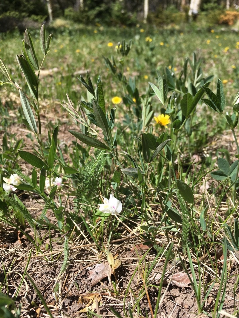 Nevada Pea photo 6
