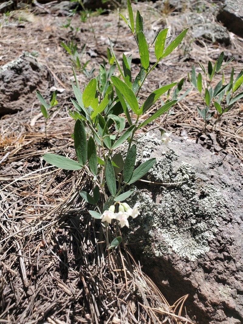 Nevada Pea photo 7