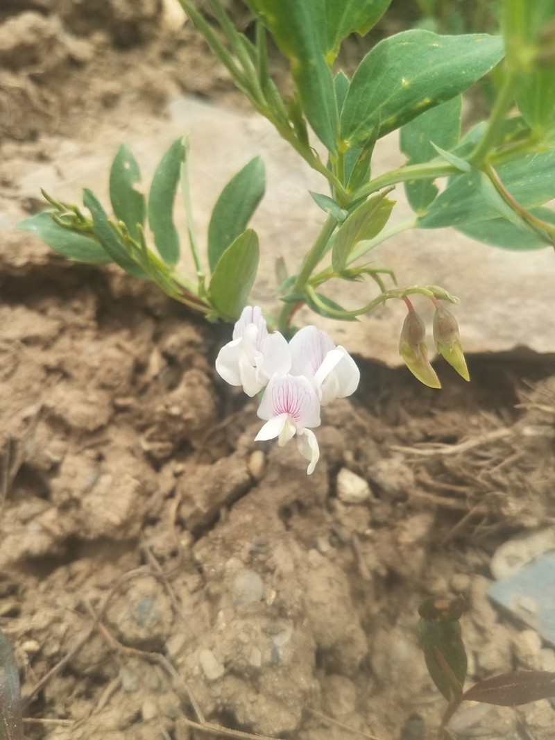 Nevada Pea photo 8