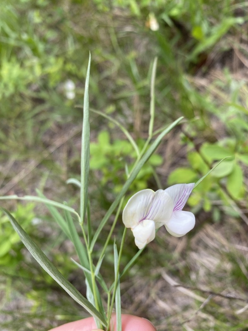 Lathyrus lanszwertii var. aridus