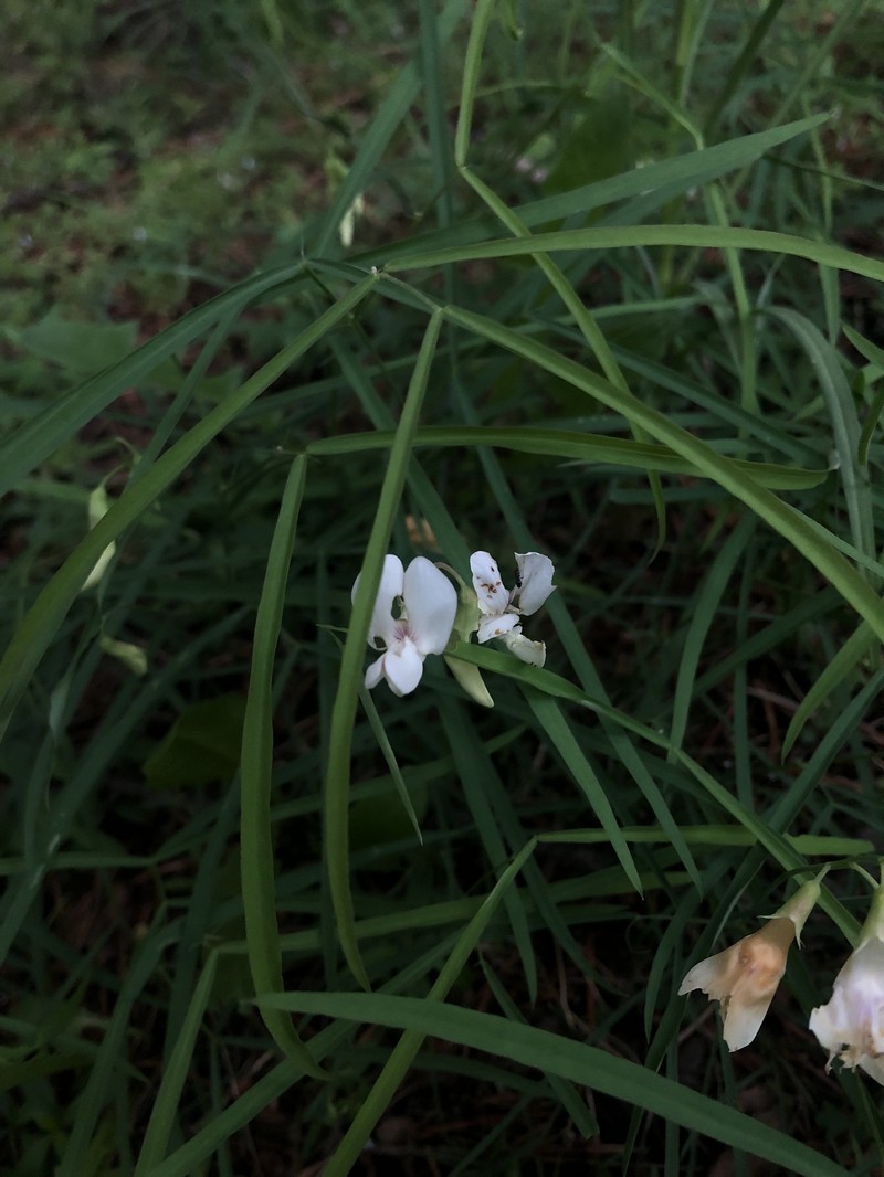 Lathyrus lanszwertii var. aridus photo 2