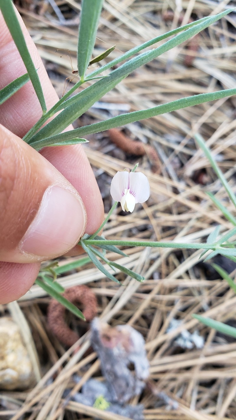 Lathyrus lanszwertii var. aridus photo 3