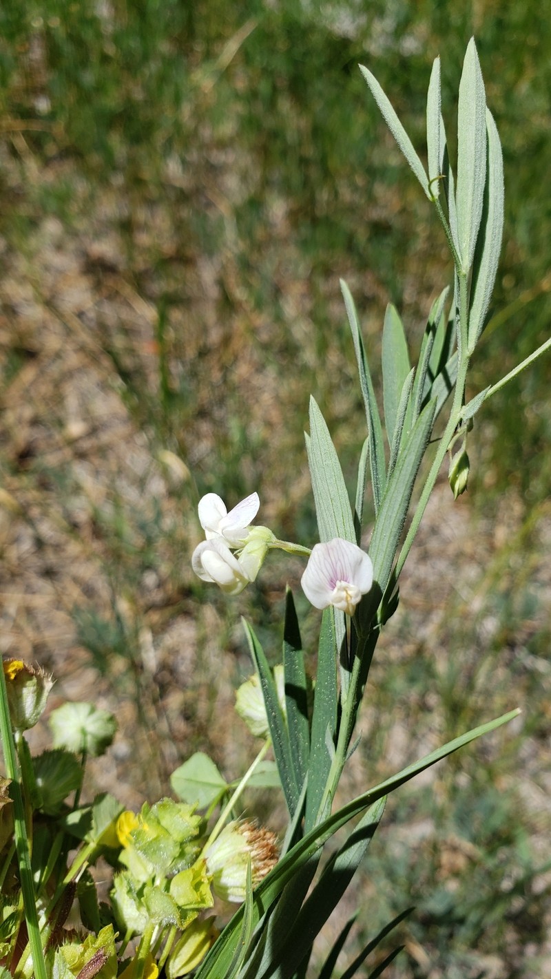 Lathyrus lanszwertii var. aridus photo 4