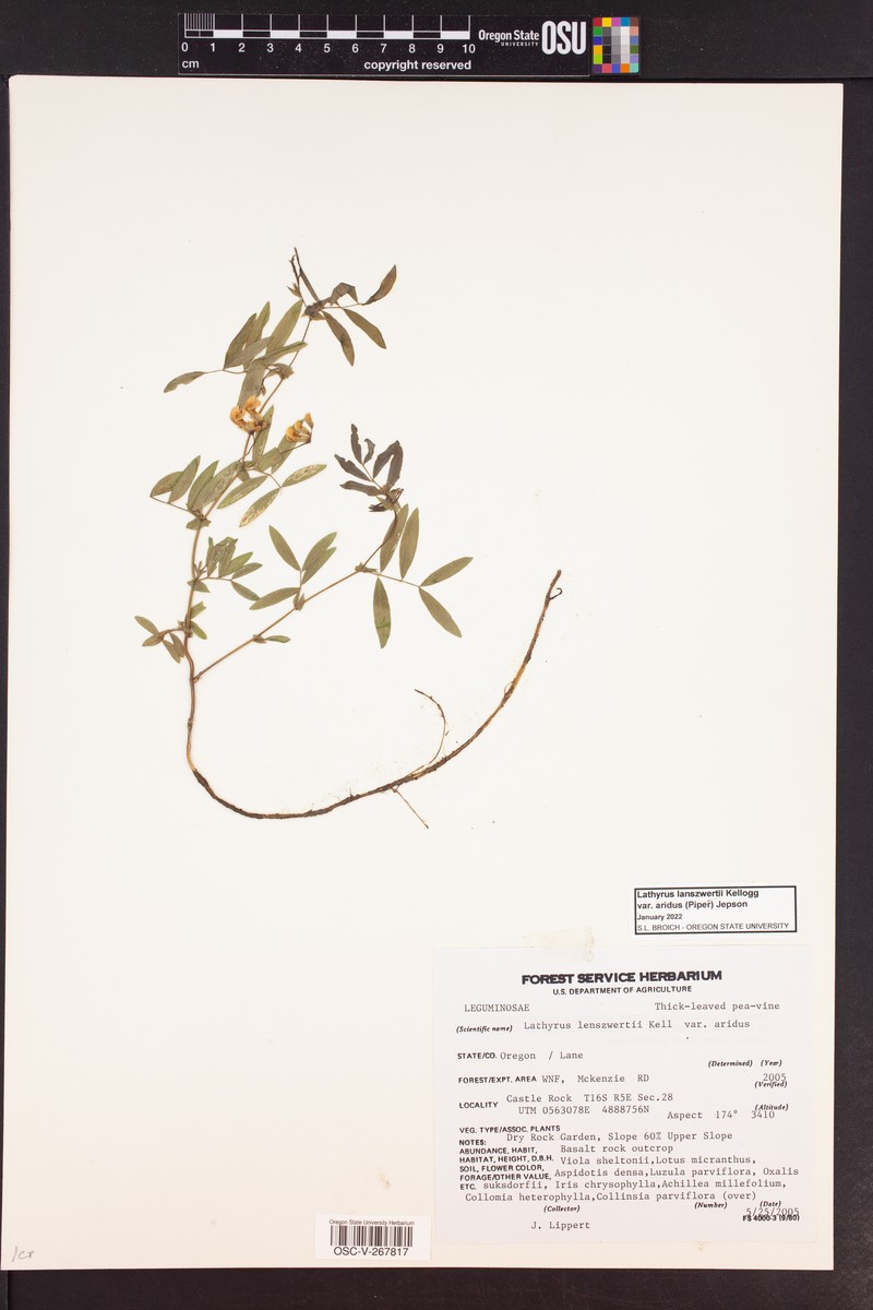 Lathyrus lanszwertii var. aridus photo 6