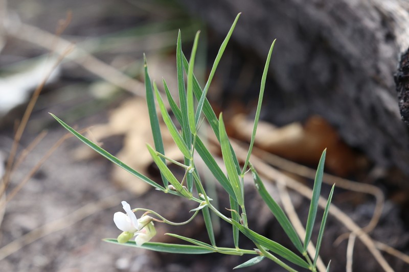 Lathyrus lanszwertii var. arizonicus