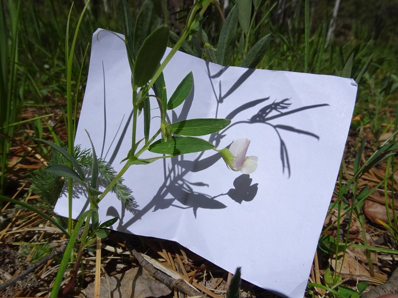 Lathyrus lanszwertii var. arizonicus photo 2