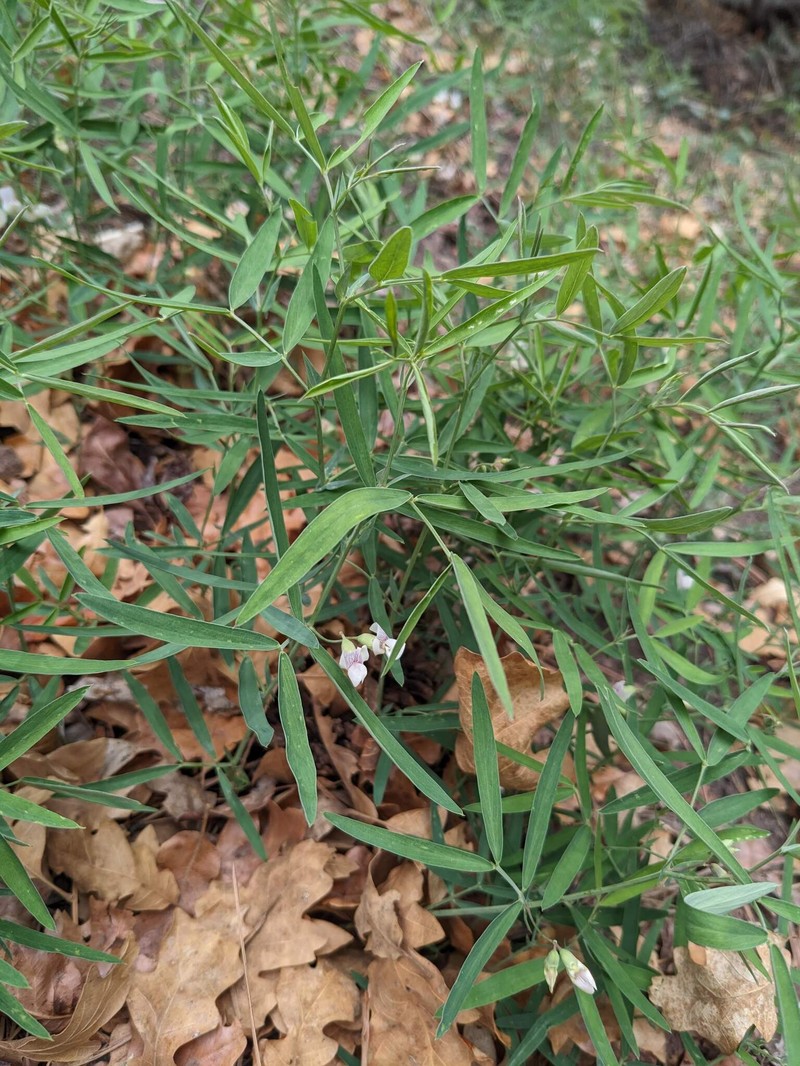 Lathyrus lanszwertii var. arizonicus photo 3