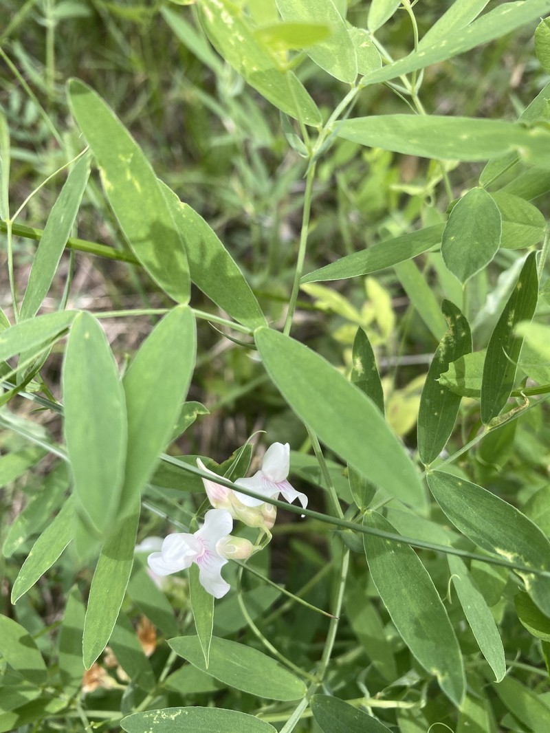 Lathyrus lanszwertii var. arizonicus photo 4